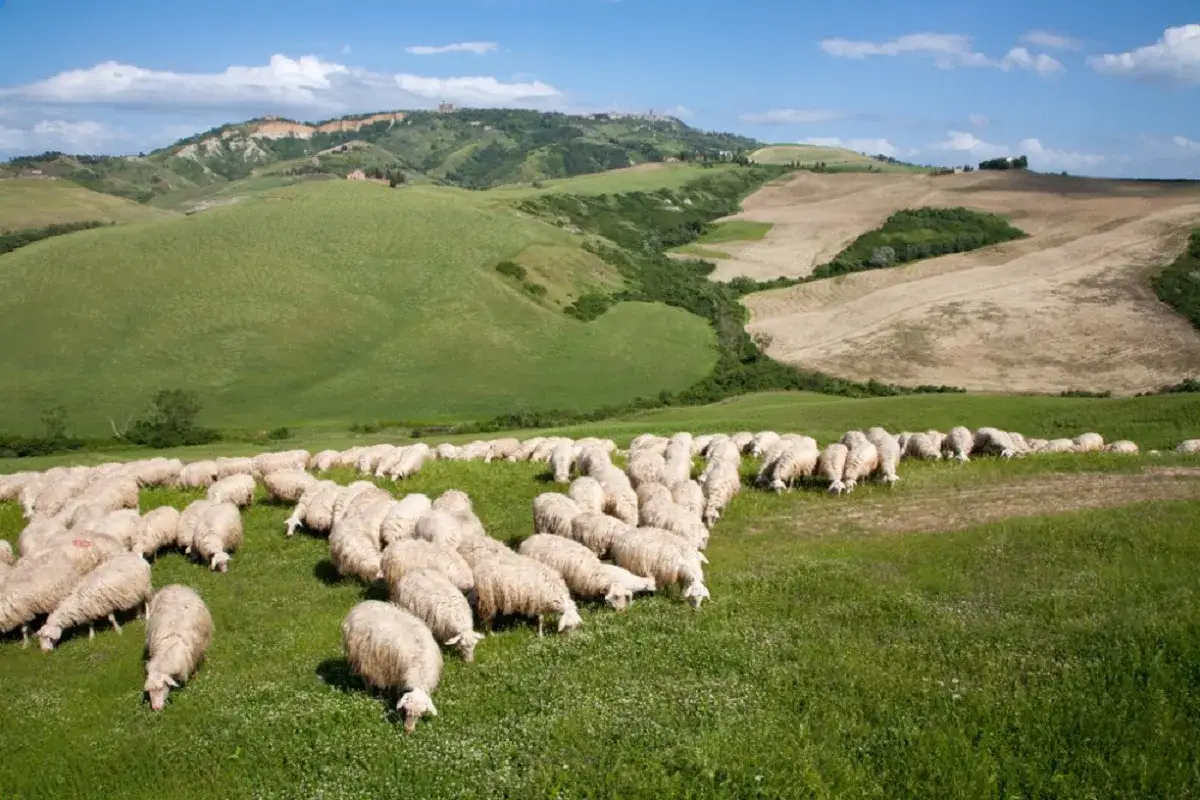 Un gregge di pecore bianche pascola su un prato verde in Toscana. Si vede cosa mangiano le pecore: erba fresca e fiori di campo.