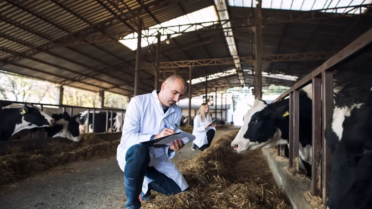 Veterinari controllano le mucche in una stalla, documentando la qualit&agrave; del latte crudo per garantire la freschezza.