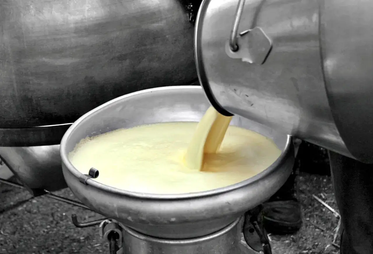 Latte crudo versato in una vasca d'acciaio per pastorizzare. Il liquido giallo schiumoso crea onde mentre viene versato da un contenitore metallico.