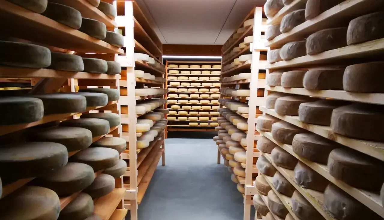 File di forme di formaggio rotonde su scaffali di legno, in attesa della stagionatura.