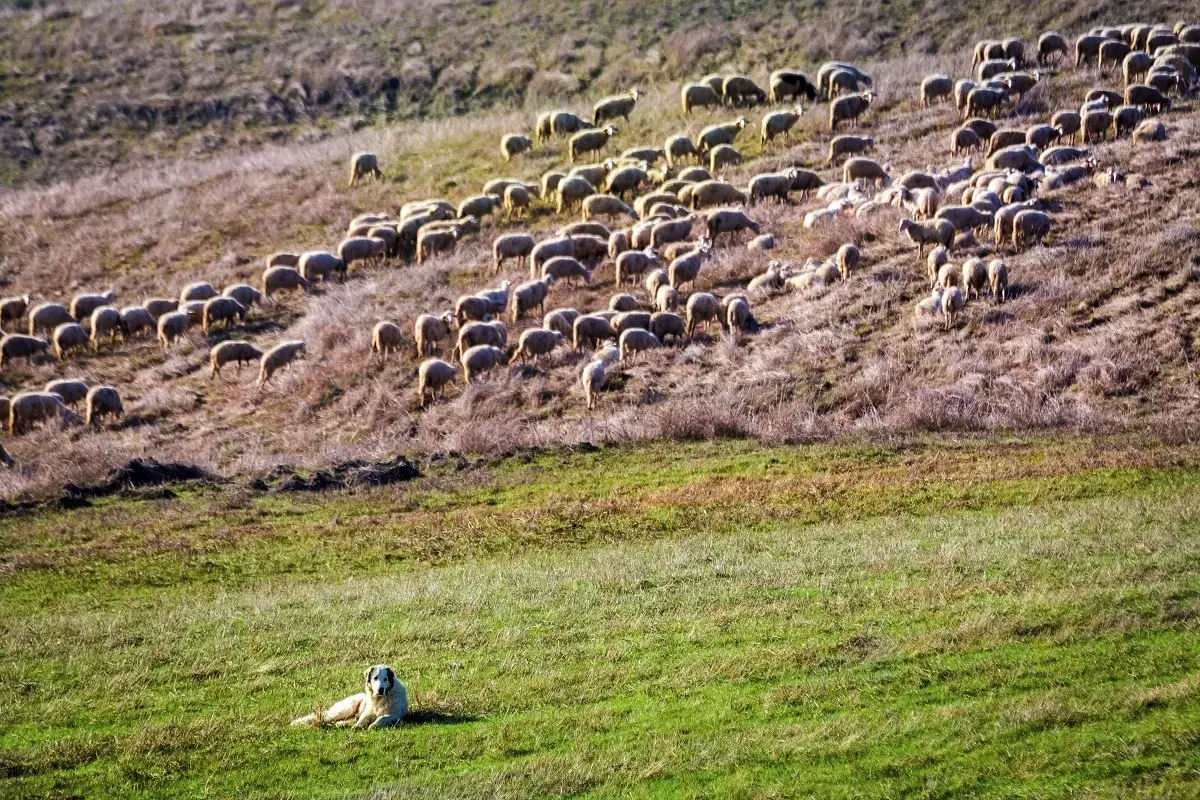 Un gregge di pecore si muove su un pendio arido, un cane da guardia veglia in primo piano. Un'immagine che evoca il transumanza significato, un viaggio ancestrale.