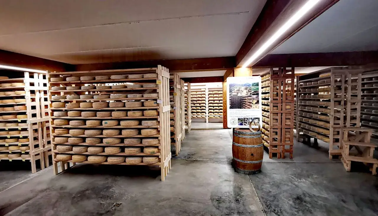 Ampia cantina con scaffalature in legno piene di forme di formaggio rotonde, in attesa della stagionatura.